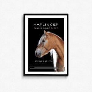 Plakat til hestepigen. Hesterace plakat med beskrivelse og billede af haflinger