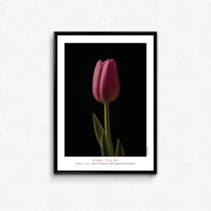 Pink tulip, tulipan, symbolic, symbolik, pride, love, contentment and inner happiness
